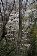 高幡不動の桜