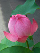 蓮蕾