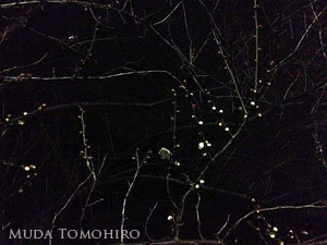 六田知弘撮影：夜の梅