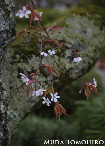 六田知弘撮影：高野山桜