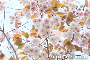 六田知弘撮影：八重の桜