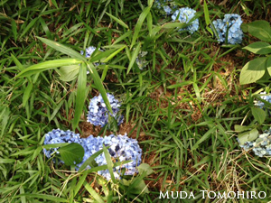 六田知弘撮影：切り落とされた紫陽花