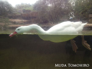 ベルリン動物園：六田知弘撮影