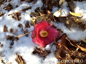 六田知弘撮影：雪の上の椿