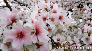六田知弘撮影：桜並木