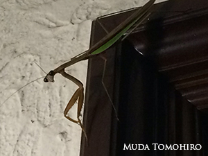 玄関のカマキリ：六田知弘撮影