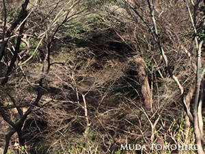 高幡不動の裏山：六田知弘撮影