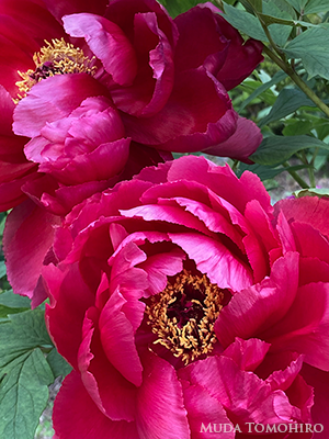 牡丹の花