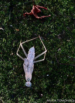 カマキリの抜け殻