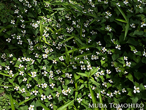 ドクダミの花