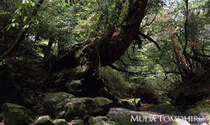 六田知弘撮影：屋久島