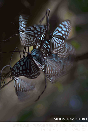 田中一村、島南部の瀬戸内町の最奥部にある海辺の集落で見たリュウキュウアサギマダラの群れ