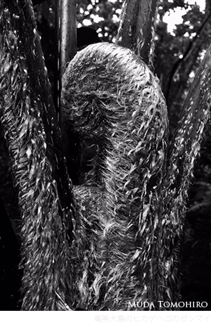 奄美大島のヒカゲヘゴのゼンマイ