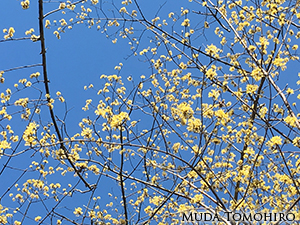 顔のついた首飾り