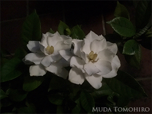 夜のくちなしと秋草の壺