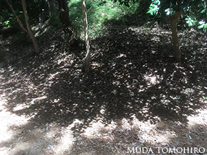 植物の揺らぎ、宇宙のゆらぎ