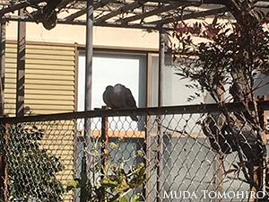 庭には二羽のキジバトが