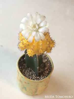 サボテンの花