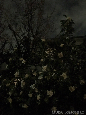 夜の沈丁花