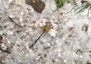 雪桜