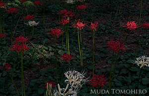 赤い花　白い花