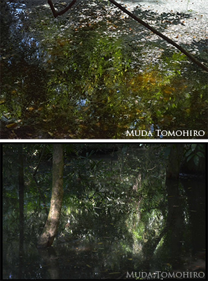 カンボジアの水