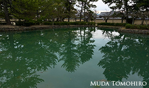 法隆寺のカワセミ