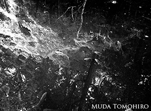 ワタカの池